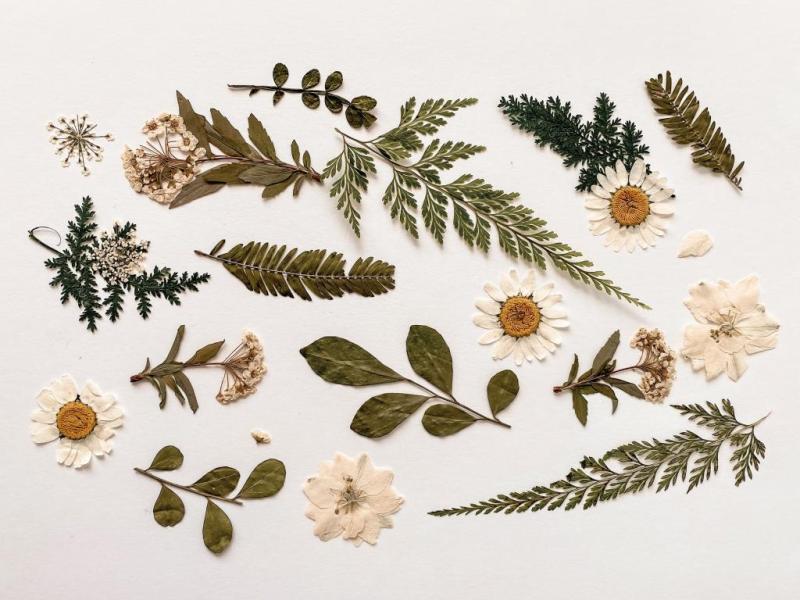 Various flowers and leaves